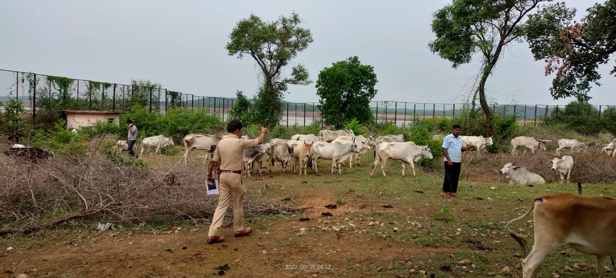 #chandaulipolice के थाना नौगढ़ द्वारा जमसोती के पास जंगल के रास्ते क्रूरतापूर्ण तरीके से बांधकर/मारते-पीटते वध हेतु ले जाते समय 236 राशि गोवंश बरामद।

#UPPolice