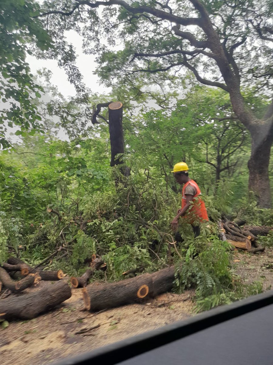 ConserveAarey's tweet photo. Mumbai if you believe the lies that 'no trees will be cut' then we are the most gullible citizens a govt could hope for. #SaveAarey. Sad part is that our children will face the consequences, not us https://t.co/9dsgcUVUes