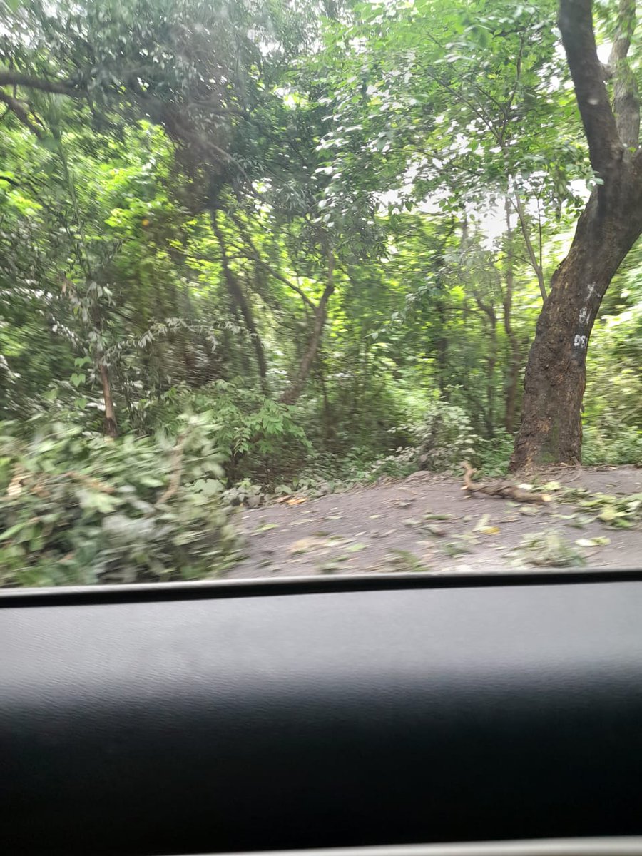 ConserveAarey's tweet photo. Mumbai if you believe the lies that 'no trees will be cut' then we are the most gullible citizens a govt could hope for. #SaveAarey. Sad part is that our children will face the consequences, not us https://t.co/9dsgcUVUes