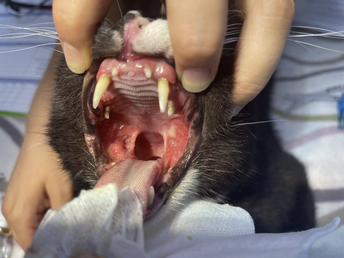 Today is Celia‘s Birthday her purrfect gift would be a Digital Dental XR for our #lewisham clinic to improve the lifes of hundreds of old strays that arrive at CHAT with awful dental disease To donate click below Tx🐾 bit.ly/3zuTBop
