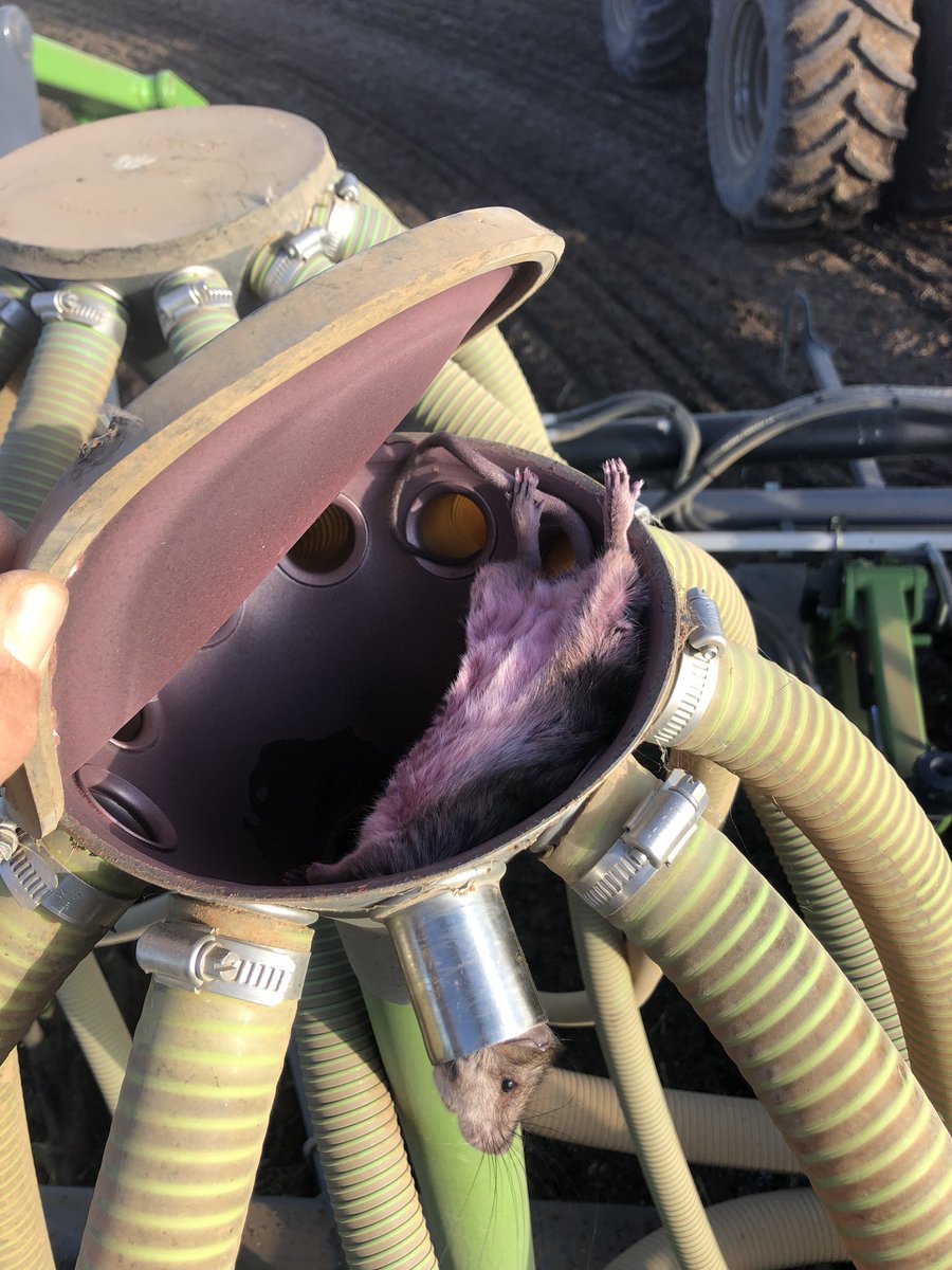 Tom Gorman tweet media