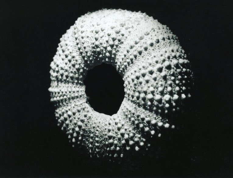 « Les pieds dans l’eau » exposition onirique de #JeanPainlevé au <a href="/jeudepaume/">Jeu de Paume</a> où s’entremêle science, art et poésie. De quoi rêver et réfléchir au frais tout l’été 🦀🦐🦑🐚 #coquillagesetcrustacés