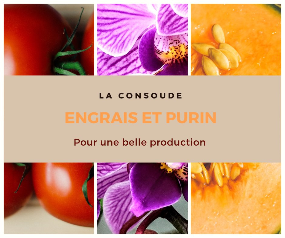 fandeconsoude's tweet photo. Sur quelles plantes et légumes utilisez le #purin_de_consoude ?

Vous l’utiliserez de préférence pour les plantes qui produisent des #fleurs et #fruits. Il est très utile au #jardin et donne des résultats exceptionnels: au #potager, sur les #tomates et sur les #cucurbitacées. https://t.co/9dOuIp0IN0