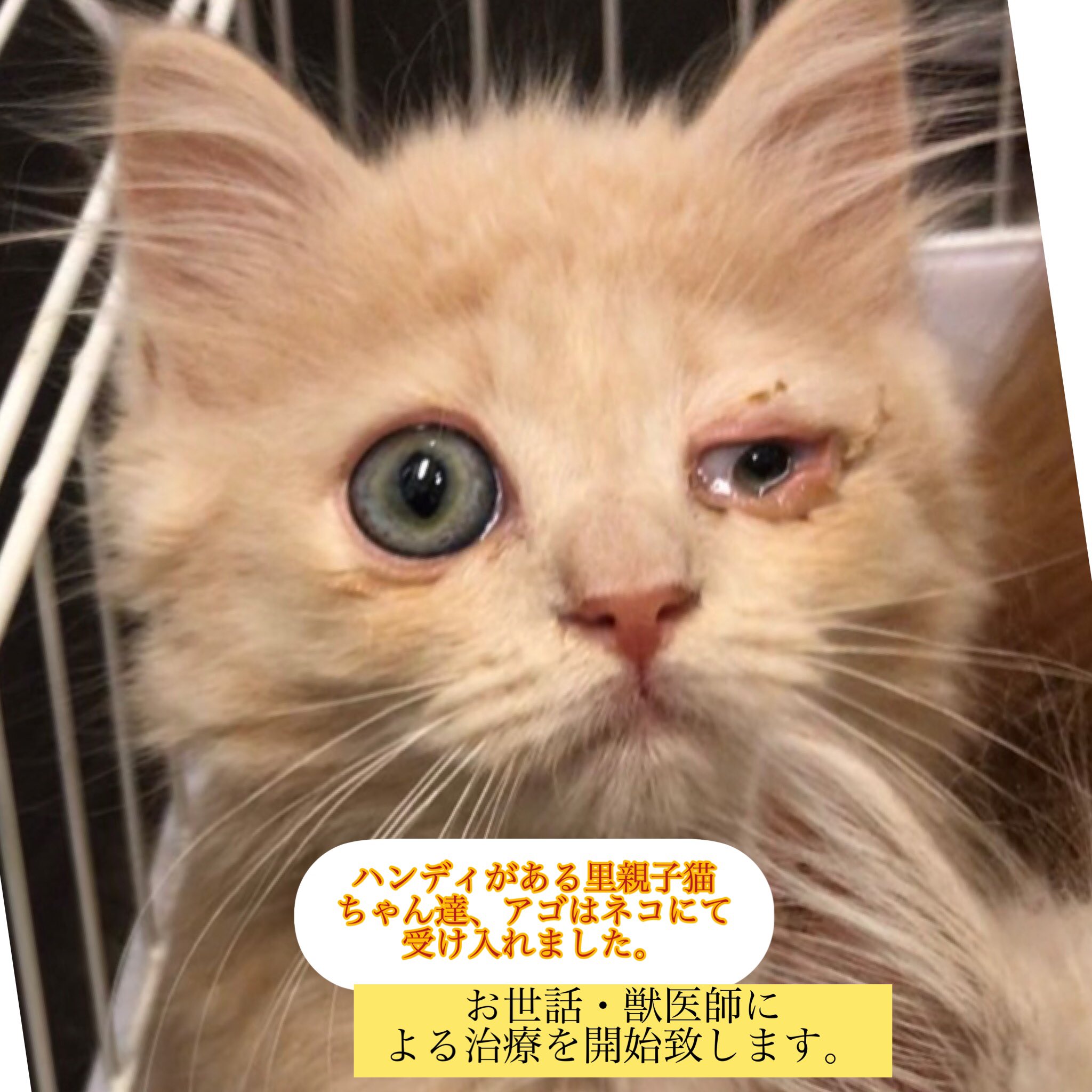 セール価格の割引 ねこのあご様専用 Www Chanceauxsurchoisille Fr