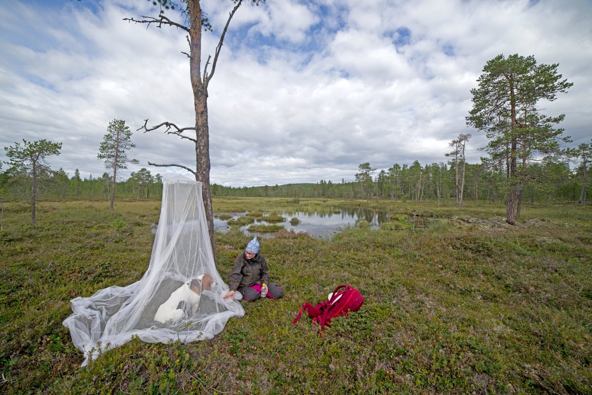 Kun valtion suojelemattomien luonnonmetsien kartoituksen lomassa myös hillastaa, niin seuraavana päivänä voi vaikka hillastuksen lomassa kartoittaa vanhoja metsiä.