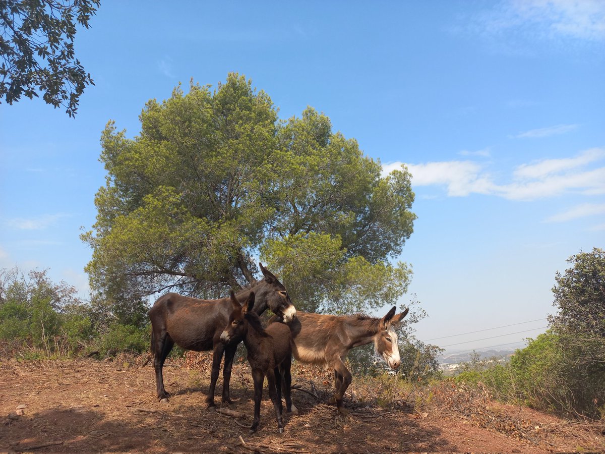 dlaecollserola's tweet photo. Avui hem presentat públicament la prova pilot de pastura amb rucs als boscos de Collserola per incrementar mosaic agroforestal per a la prevenció d'incendis a la serra!

És una iniciativa de la finca agrícola de Can Domènech, entre Valldoreix i el Papiol. Obrim fil 👇(1/7 ) https://t.co/llez4JPsEN