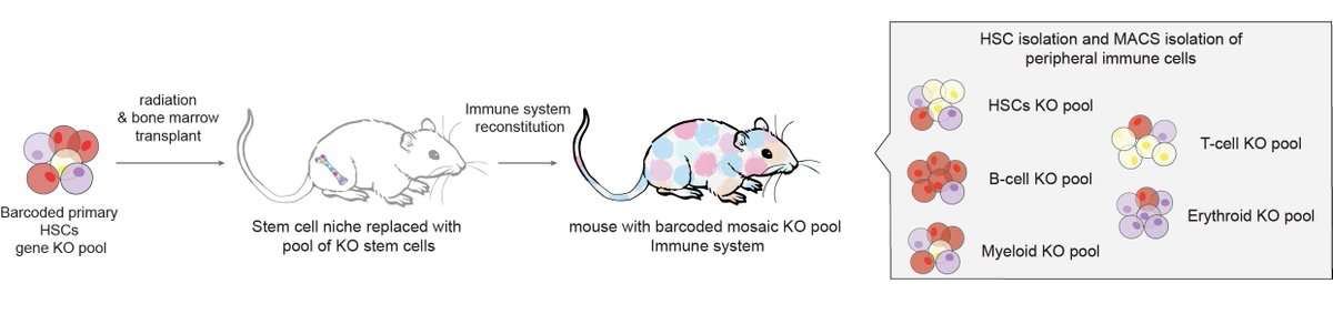 Michael Haney (@michael_s_haney) on Twitter photo Excited to share our work on in vivo hematopoietic stem cell CRISPR screens to study hematopoiesis and the aging immune system in the <a href="/wysscoray/">Tony Wyss-Coray</a> lab w/ <a href="/awilkinsongroup/">Wilkinson Group</a> at Oxford & Nakauchi lab at Stanford!
biorxiv.org/content/10.110…
Find our screen data at hematopoiesiscrisprscreens.com Excited to share our work on in vivo hematopoietic stem cell CRISPR screens to study hematopoiesis and the aging immune system in the <a href="/wysscoray/">Tony Wyss-Coray</a> lab w/ <a href="/awilkinsongroup/">Wilkinson Group</a> at Oxford & Nakauchi lab at Stanford!
biorxiv.org/content/10.110…
Find our screen data at hematopoiesiscrisprscreens.com
