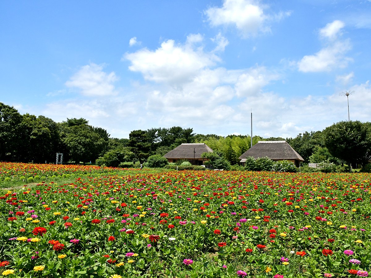 夏の風景 Twitter Search Twitter