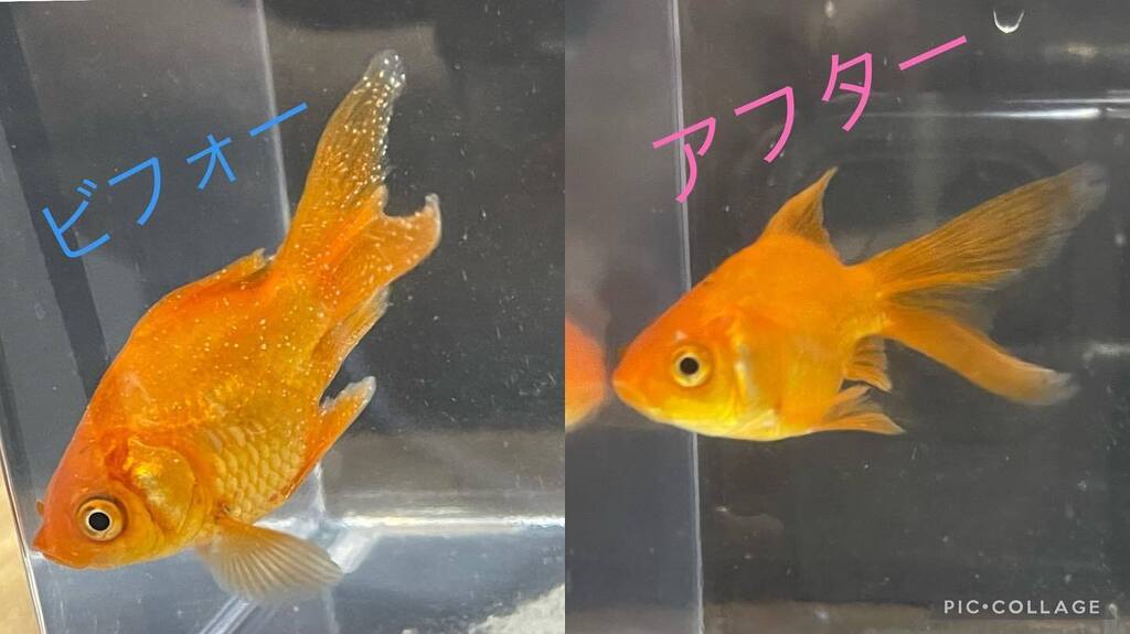 白点病 Twitter Search Twitter