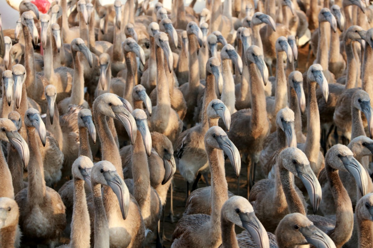 naciodigital's tweet photo. 📸 Fotos | Més de 200 voluntaris anellen 400 polls de flamenc del Parc Natural del Delta de l’Ebre; un reportatge d'@agenciaacn #flaixND https://t.co/U0TMg6z5b3 https://t.co/esJFmmwTeZ