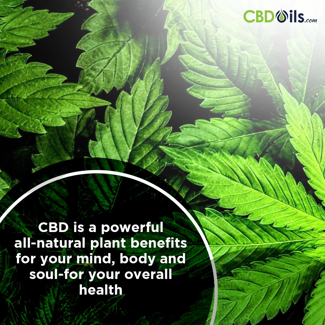 CBDOils_com's tweet photo. Cannabidiol is a chemical present in the cannabis plant, aka Cannabis sativa. It impacts the brain and is said to prevent the breakdown of the chemical in the brain that affects mental function, pain etc. There are2 types of receptors, CB1 &amp; CB2. #cbd #cbdoil #cbdlife #cbdhealth https://t.co/oKfRnoNCAL