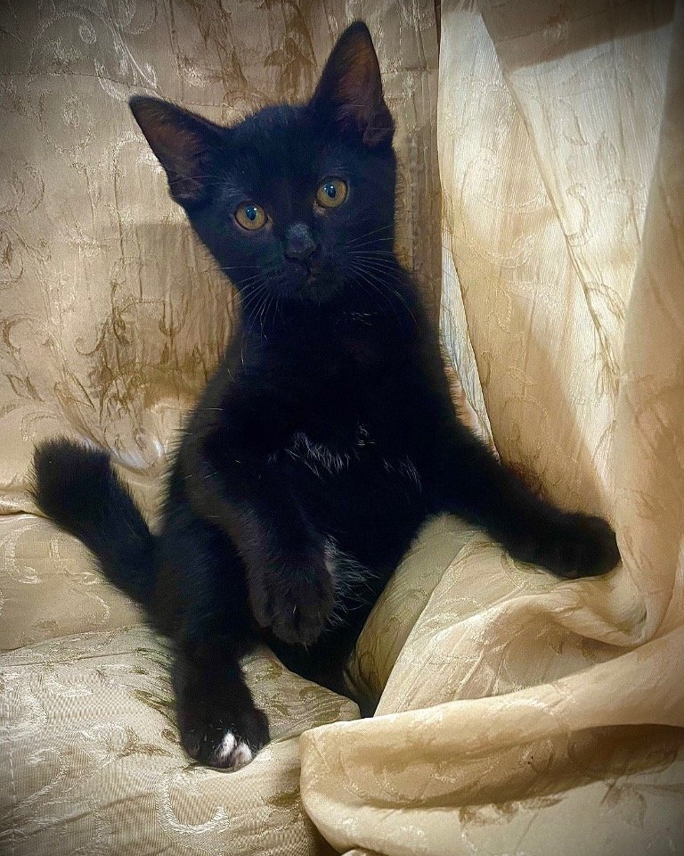 PawsHeartsHands's tweet photo. Lakelynn &amp; Lantis would be better adopted together.  They love toys &amp; each other.  If you are considering adding a kitten to your home, now is the time to schedule a meet &amp; greet at #MetterAnimalShelter.  #AdoptDontShop #PAWS https://t.co/hDba0d0MNM