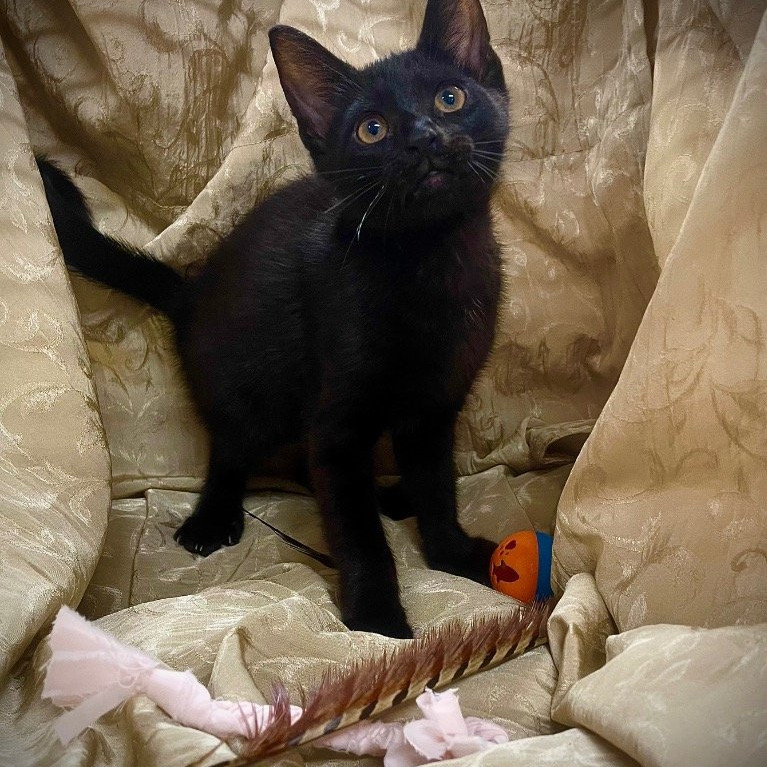 PawsHeartsHands's tweet photo. Lakelynn &amp; Lantis would be better adopted together.  They love toys &amp; each other.  If you are considering adding a kitten to your home, now is the time to schedule a meet &amp; greet at #MetterAnimalShelter.  #AdoptDontShop #PAWS https://t.co/hDba0d0MNM