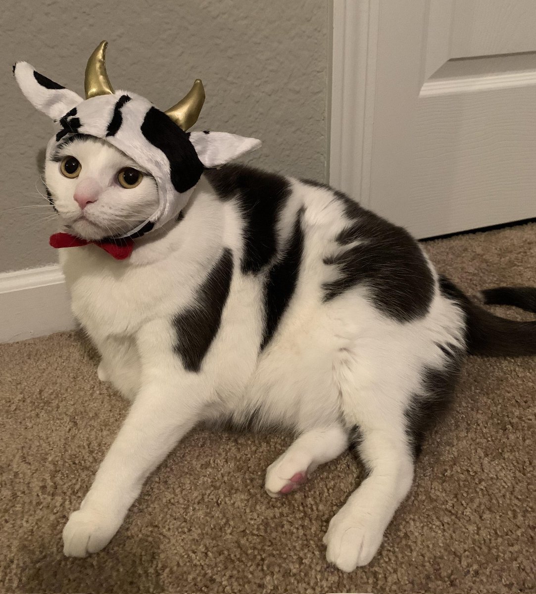 DontShowYourCat's tweet image. new species of miniature cow