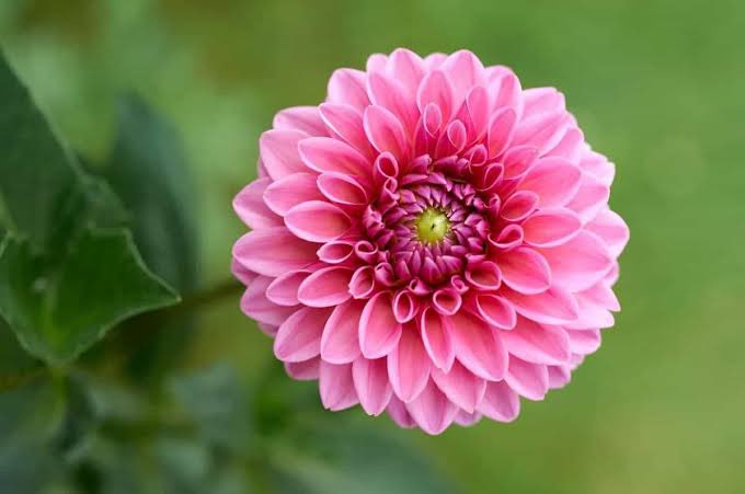 « Bir dik duruşun; 
kaç yenilgi,
kaç gözyaşı,
kaç kalp ağrısı ettiğini 
bilemezsiniz... » 

Frida Kahlo