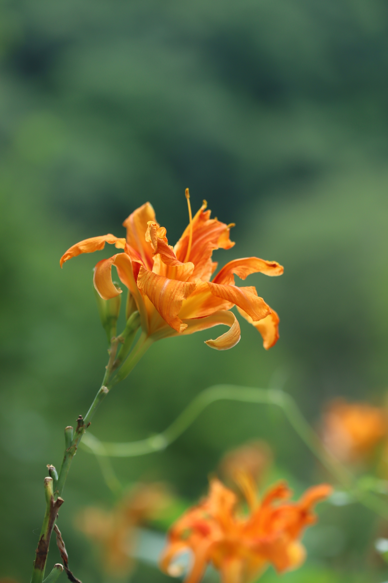 風の花 月曜日 お疲れさまでした ヤブカンゾウ 野草 T Co Uzo4itsunu Twitter