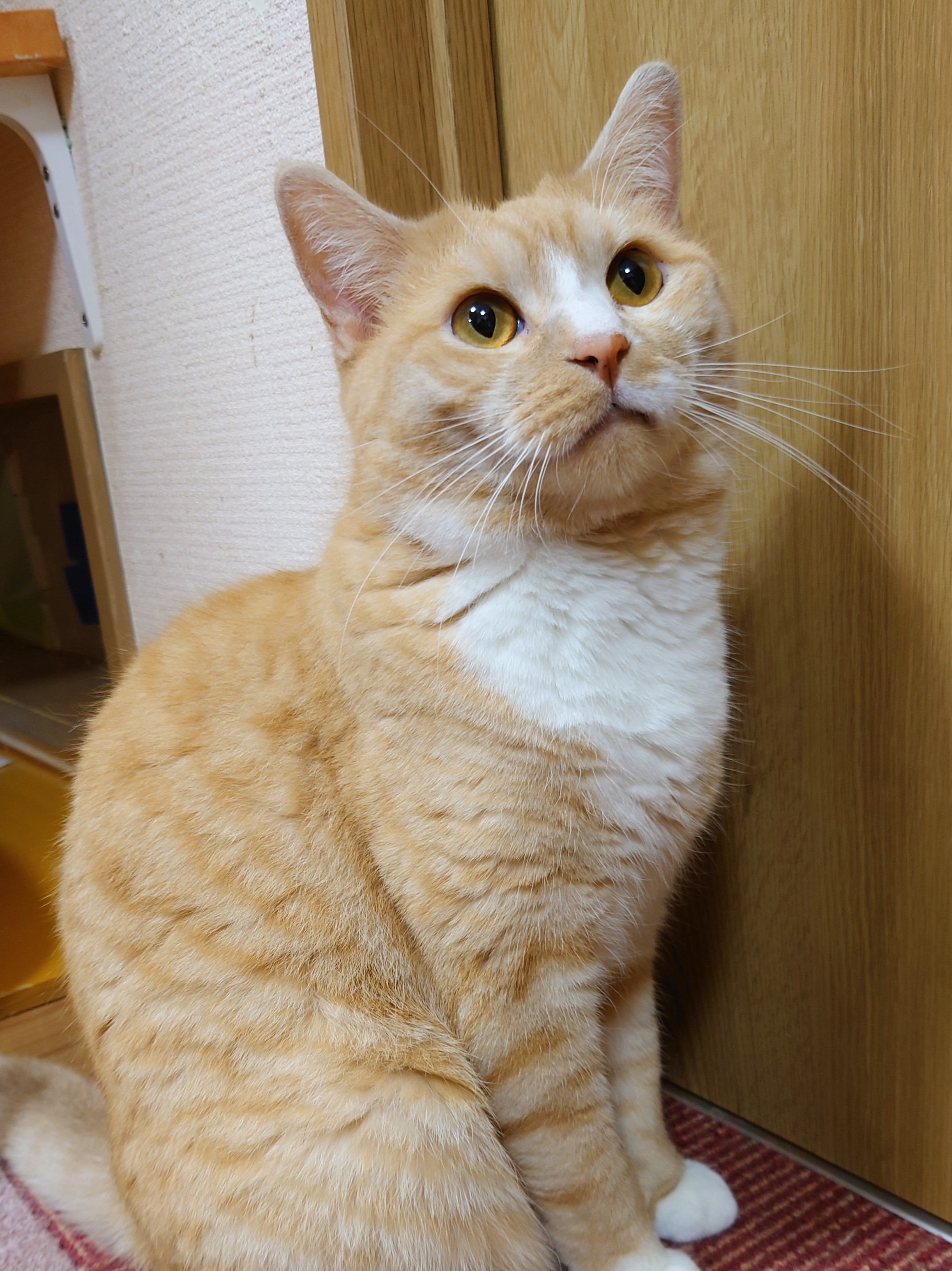 アミューズパーク福島 猫カフェ Kscapf03 Twitter