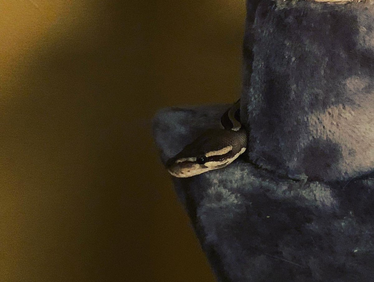 Rainawest1987's tweet image. She thinks she’s a cat 🐱 #ballpythonsofinstagram #mojaveballpython