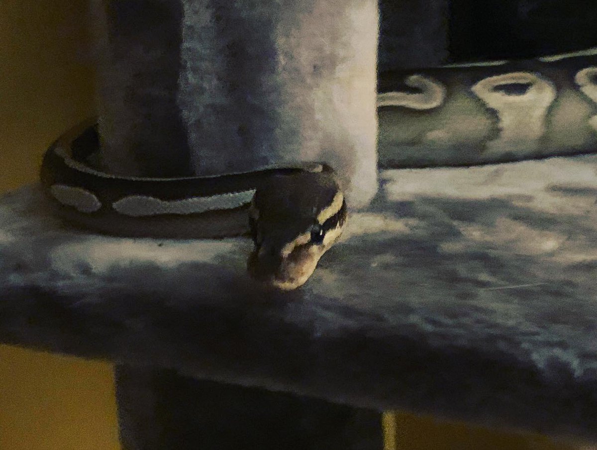 Rainawest1987's tweet image. She thinks she’s a cat 🐱 #ballpythonsofinstagram #mojaveballpython