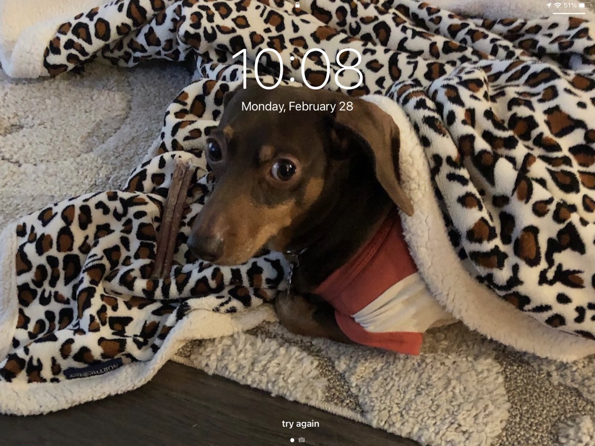 Marcus526's tweet photo. @DachshunLover Best dogs ever🐶 https://t.co/PVwdSeh1gv