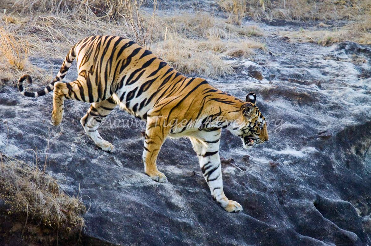 In these extremely difficult times-a like or share could put Tigers4Ever in front of someone in a position to help. Without your amazing support of our efforts to save wild #Tigers we could never do what we do at all #TuesdayMotivations #YearOfTheTiger goto.gg/34315