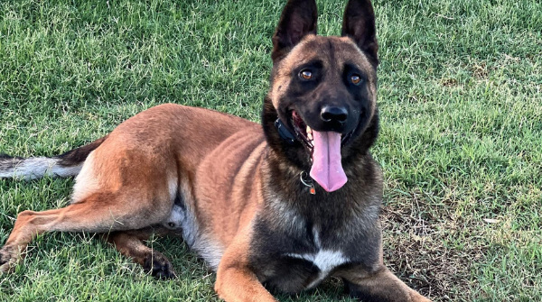 EquineInfoEx's tweet photo. Scott's K9 - Barry enjoying the summer sun and protecting the home of his new family. Already he’s been such an amazing addition to the crew! https://t.co/ElzqdNMMw5
#guarddog #traineddogs #k9 #scottsk9 #dog #malinois #malinoislovers #familydog https://t.co/V8hhWJhebI