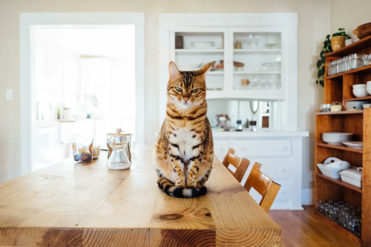 cbscleaning1's tweet photo. We all love our furry friends 🐶🐱 but keeping our house clean when you own a pet can sometimes be tricky! We can help you with removing pet odours and hairs from your home and furniture. https://t.co/JHL9WIixKK
