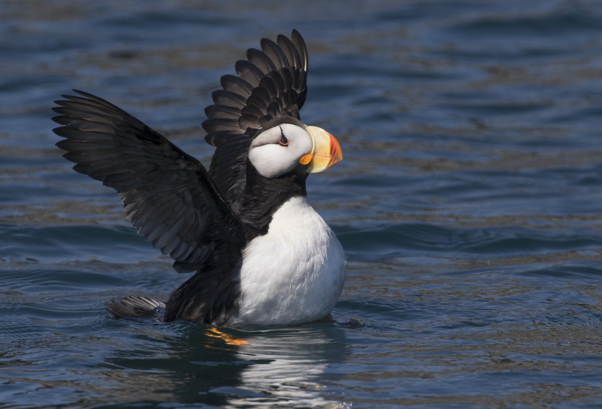 LangellPhoto's tweet photo. This cooperative Tufted Puffin was so much fun to photograph! They are one of my favorite birds in Alaska!

#magicofalaska #puffin #alaska https://t.co/4pVq4fhb3c