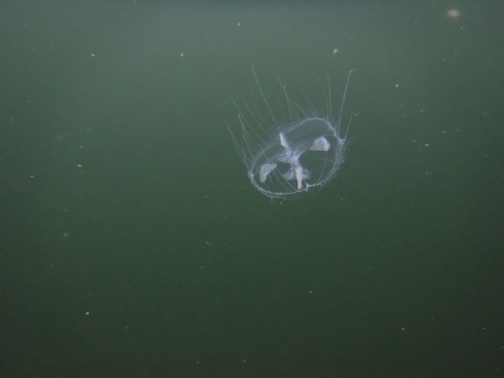 #DidYouKnow we have jellyfish in Minnesota? Learn more 👇
facebook.com/mnwildlife/pos… 
📷: dylancreatures, iNaturalist