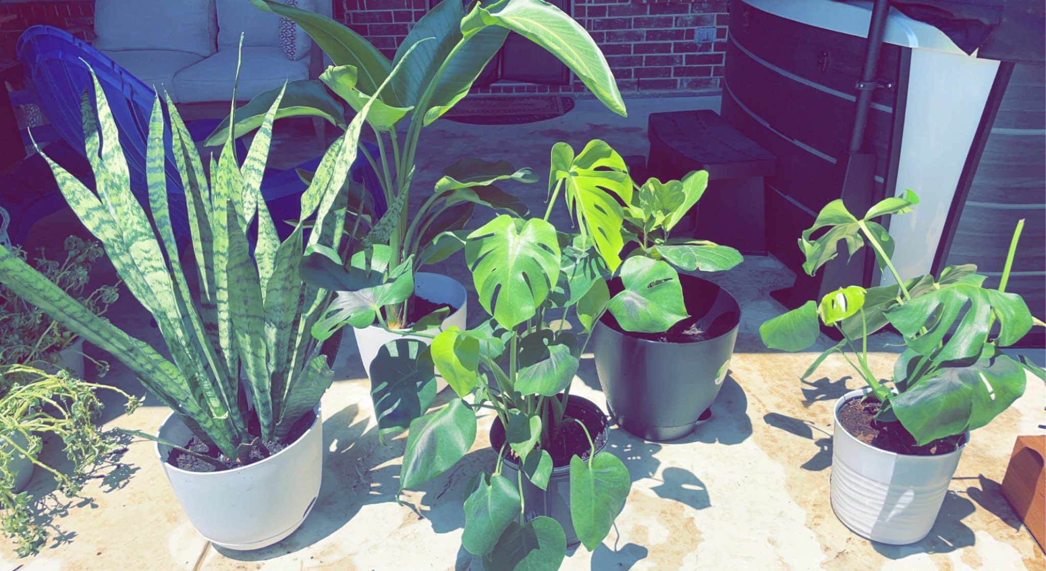 TW Pornstars 1 pic. Sofi Ryan. Twitter. I love plants 🥰🌱 they make me