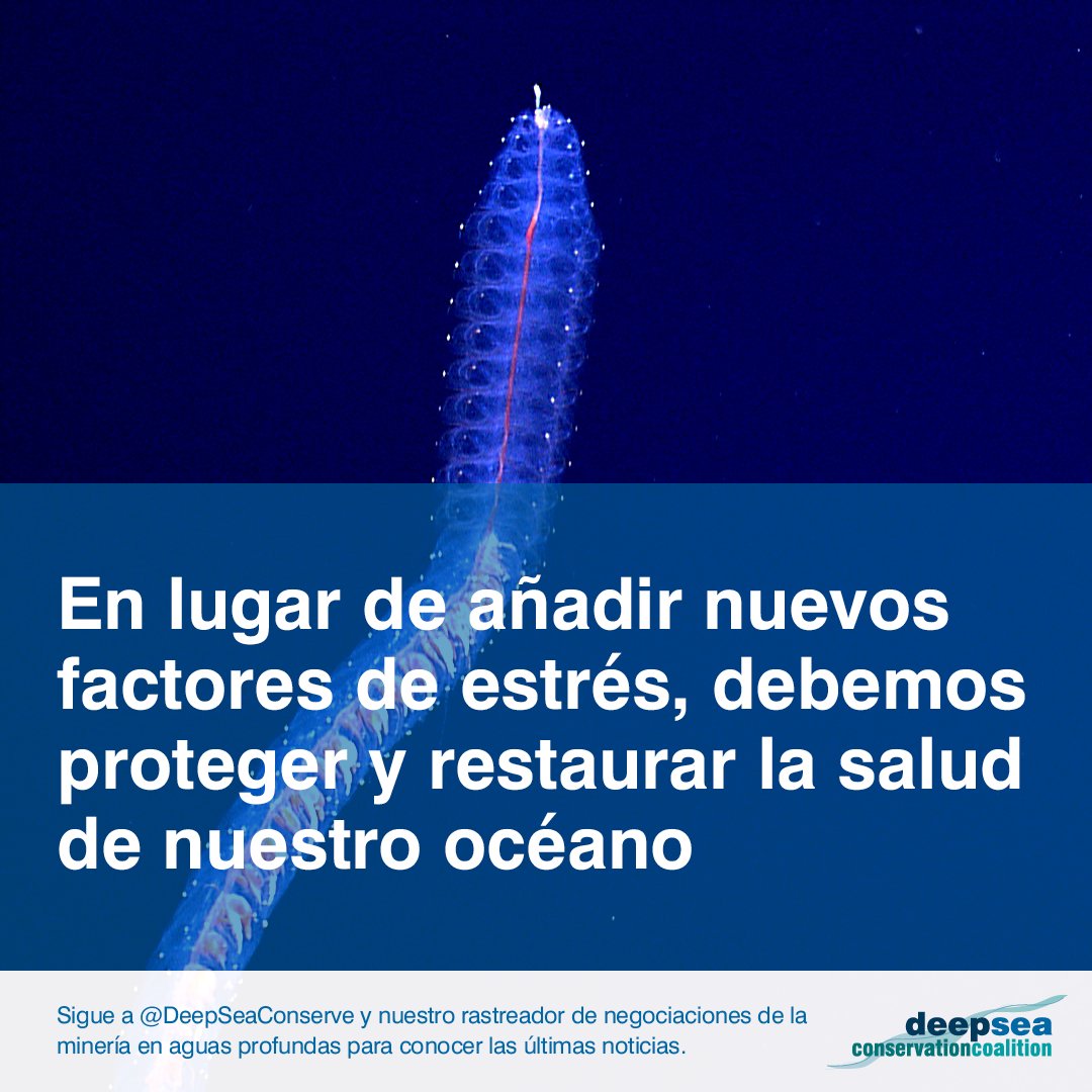 MAR_Fund's tweet image. La #MineríaEnAguasProfundas no se necesita ni vale la pena el riesgo. La @ISBAHQ sigue apurando la explotación del fondo marino, pero hay tiempo de detenerla. ¡Debemos decir NO! Sigue las novedades con @DeepSeaConserve ow.ly/MGrA50K3KTG #KeepItInTheDeep