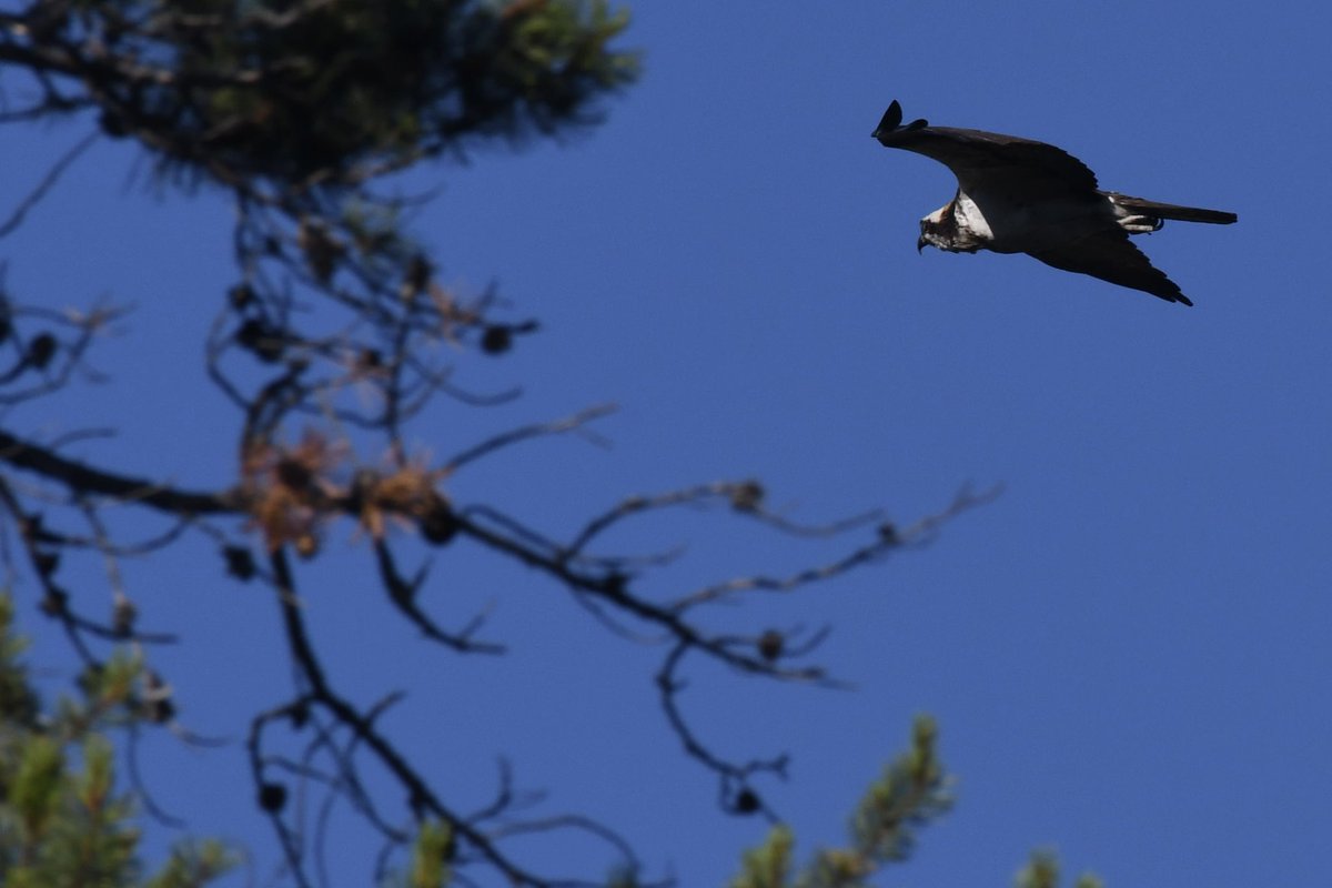 Back from a short camping trip with <a href="/AahnaBrown/">Aahna Brown</a> next to the Fall River.