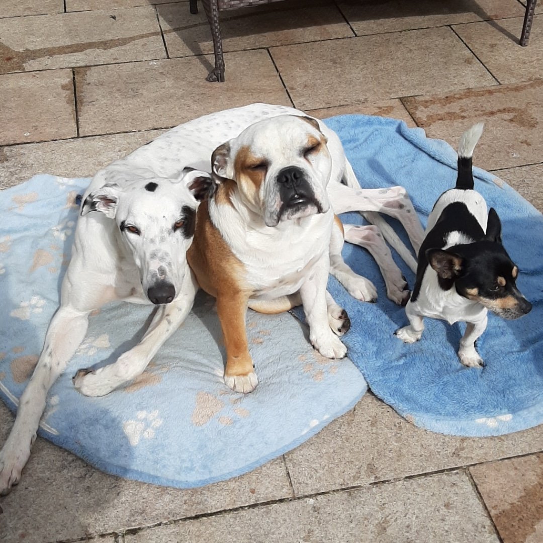 #NotJustADog
We have lost so many truly wonderful dogs (BEST friends) in the past.  You never forget them but you can give another rescue dog a wonderful home in memory of them. These are three of our four rescues. Little Eric is disabled from birth but fantastic🥰
