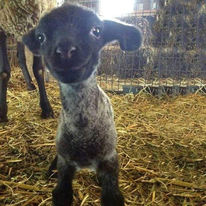 angie_karan's tweet photo. Having a bad day; Well, here is a smiling baby lamb🧡💞 https://t.co/IbdwXdQVW0