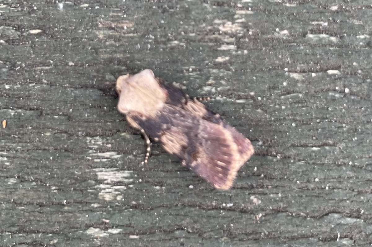 brian_barett's tweet photo. @MOTHIDUK   Help please on these moths caught in Norfolk last night. https://t.co/XflJGaLyZF