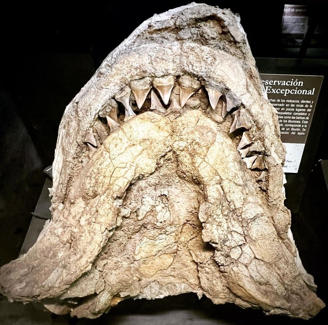 サメは軟骨魚類なので歯以外の骨格は化石に残りにくい』と一般的には言