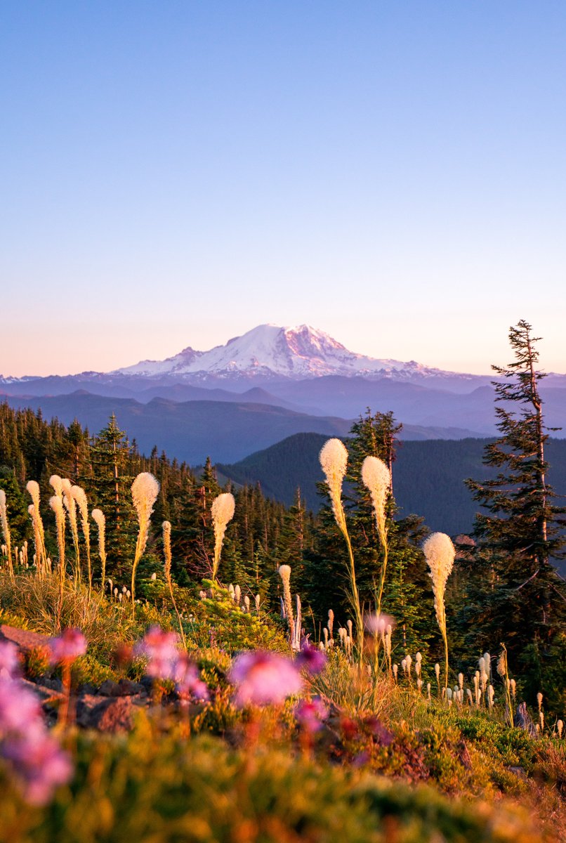 somewheresierra's tweet photo. wildflowers at mt rainier 🌸 https://t.co/3EGoAocwip