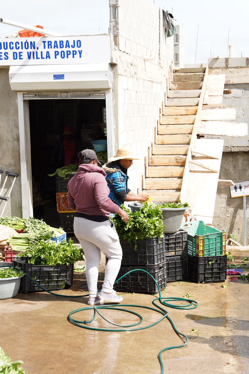 Villa Poppy es un proyecto constituido por 52 familias que producen hortalizas y tubérculos y que gracias a un esfuerzo en conjunto con @fao y <a href="/SuperateRDO/">Supérate</a>, hoy tienen la oportunidad de lograr negocios con el Estado.