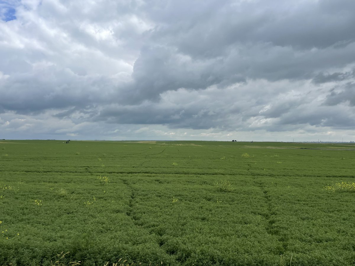 RaymeFrohaug's tweet photo. Not used to having to pack rubber boots in west central! Going to be a long day w wet feet #anthracnose sampling today. #Elatus . @syngentacanada #fieldperformance https://t.co/ADFBp0FhTL