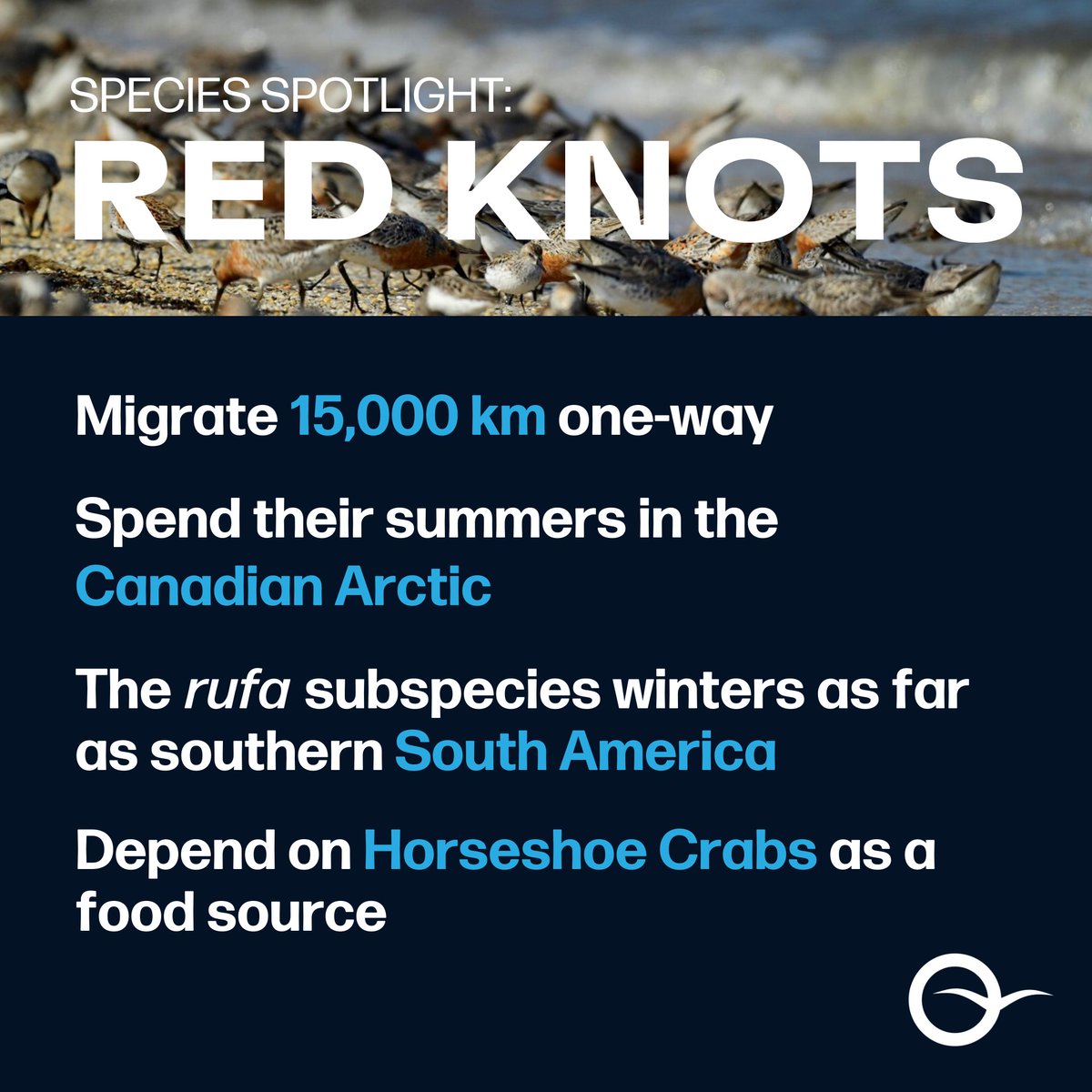 Want to learn more about Red Knots? Here are 4 things to know about the endangered rufa Red Knot subspecies that our AMASS project follows. #SpaceForBirds
