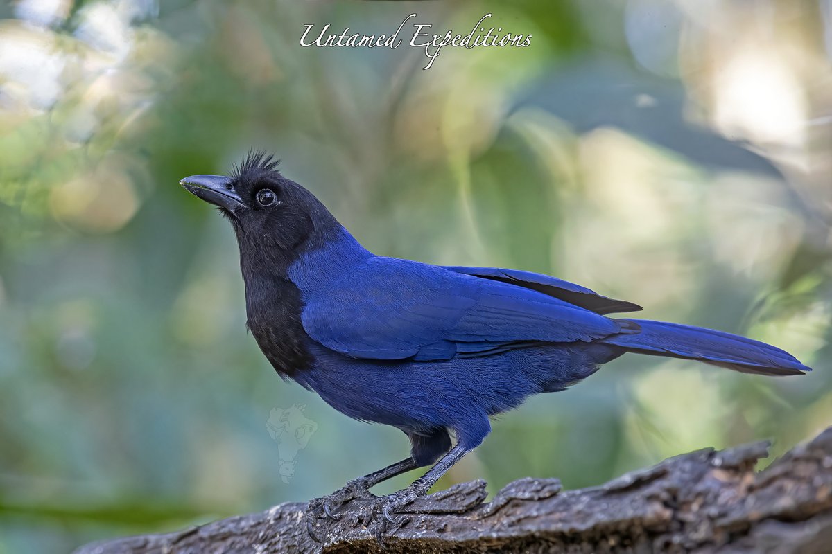 UntamedExp's tweet photo. The Jay's of South America usually have a little extra shazam!
Azure Jay©️ Untamed Expeditions
June 2022
#birdwatching #birdphotography #wildlifephotography #naturephotography #TwitterNaturePhotography #TwitterNatureCommunity #azurejay https://t.co/NWqGcDfvCn