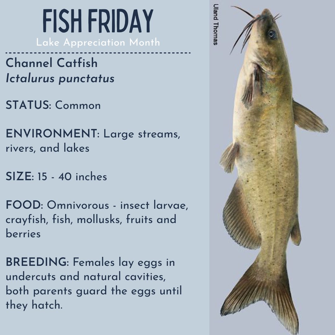 Summit Soil & Water on X: Fish Friday! The Channel Catfish is found in the  deep pools of large rivers, streams, and lakes. They prefer areas with clean  substrates and little current.