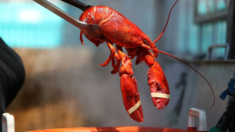 BFMTV's tweet photo. Strasbourg: un homme se fait passer pour un employé de restaurant et vole un homard vivant
https://t.co/69Yt3R97kS https://t.co/K8kizqkPLu