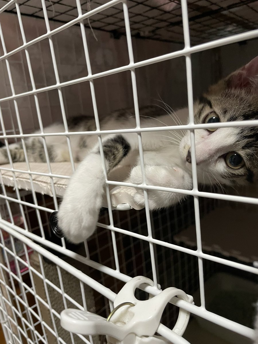 握手会場
#猫がいる暮らし 
#猫
#お猫さま 