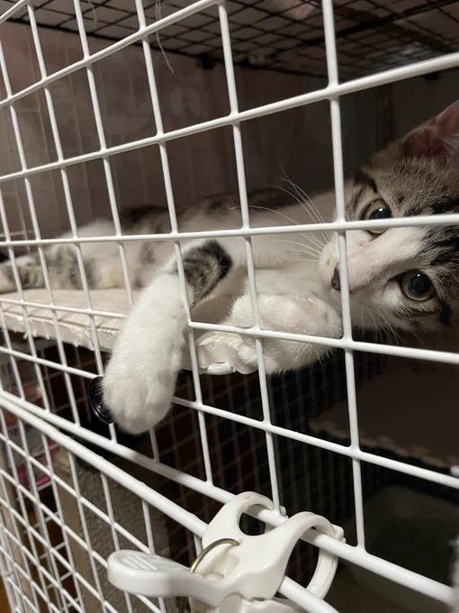 握手会場
#猫がいる暮らし 
#猫
#お猫さま 