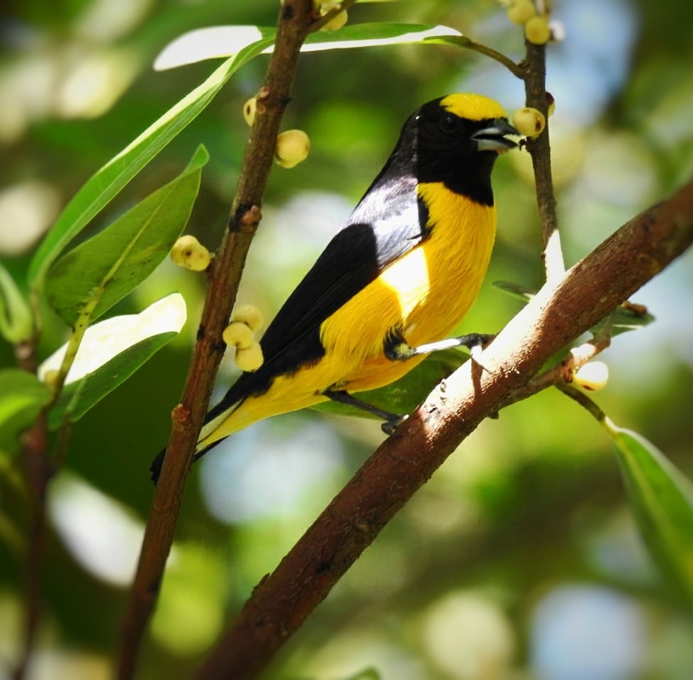 avesdelmeta's tweet photo. Buenos días!
Euphonia xanthogaster
#birdwatching #birds #birdphotography #photography #photooftheday #Colombia #YoVoy #ElMeta #BirdTwitter #NaturePhotography #nature #naturelovers #BirdWorld https://t.co/qI37wHfJte