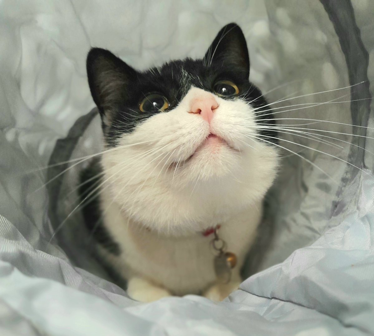 lunaballona25's tweet photo. Tunnel vision 🖤🤍🖤
#catoftheday #catoftwitter #playtunnel #chonk #CatsOfTwitter #batcat #rescuecat #Cat #Scottish https://t.co/SCq2JlX6z3