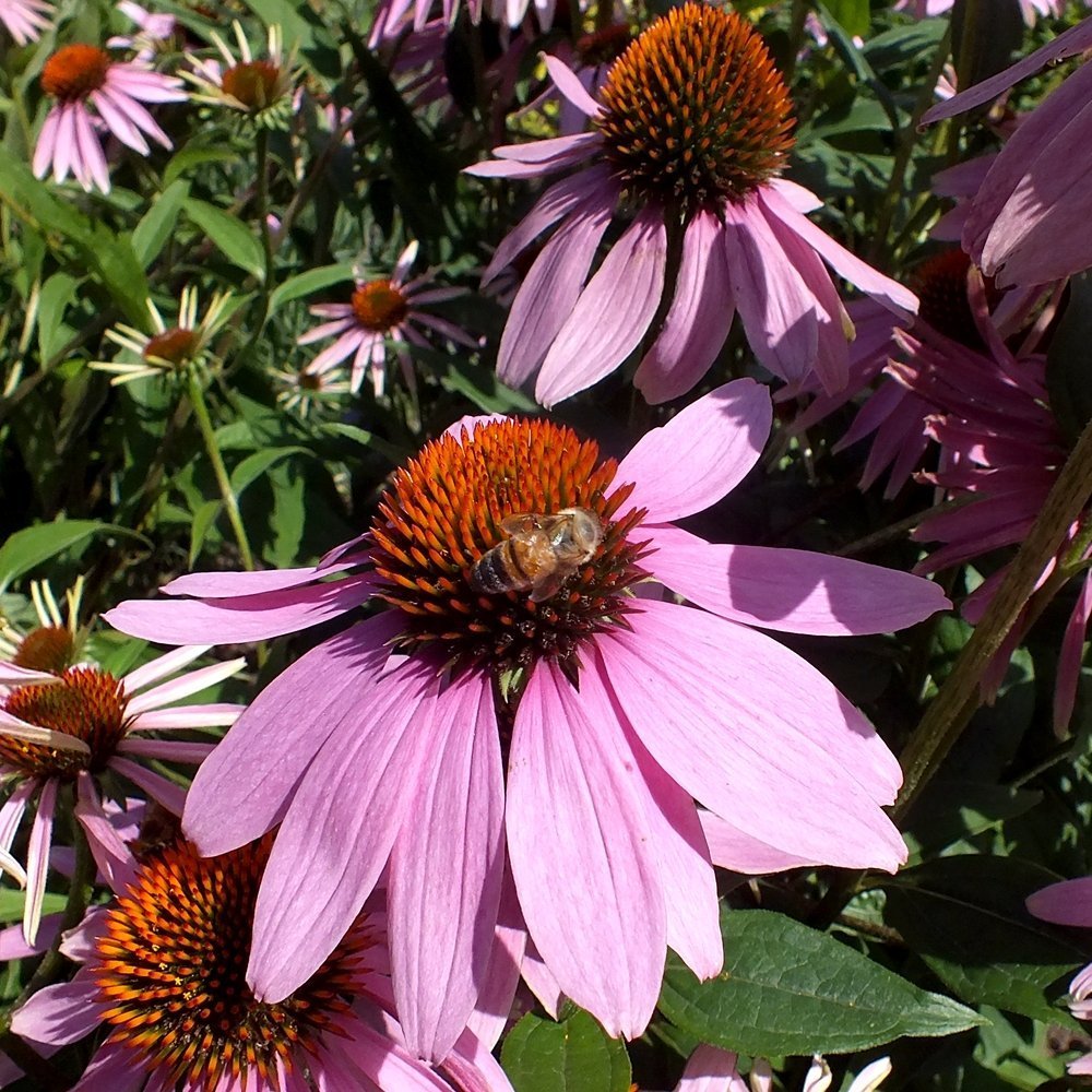 friendsTBcon's tweet photo. Liatris & Echinacea, both native to North America, are #pollinator magnets. Centennial Botanical Conservatory horticultural staff propagate & plant these & more in #Pollinators Gardens across #ThunderBay.
#TBay #CleanGreenAndBeautiful #GreenSpace #YearOfTheGarden #biodiversity https://t.co/MPRkGI7LJb