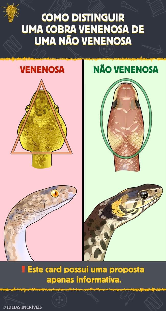 Eu Curto Biologia - Gostaria de começar fazendo uma simples pergunta: QUAL  A NECESSIDADE? FAKE à esquerda e foto REAL à direita! Essa serpente não é  do Brasil, essa é uma serpente 