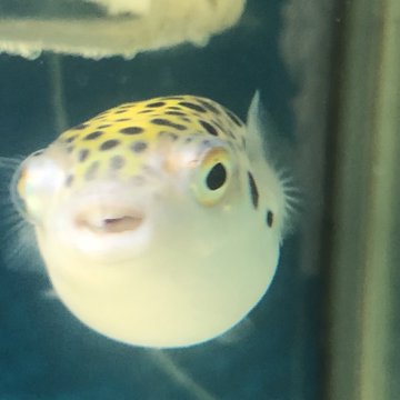 ミドリフグの寿命は 体長などの生態や餌や繁殖など飼育について紹介 あにまろ る